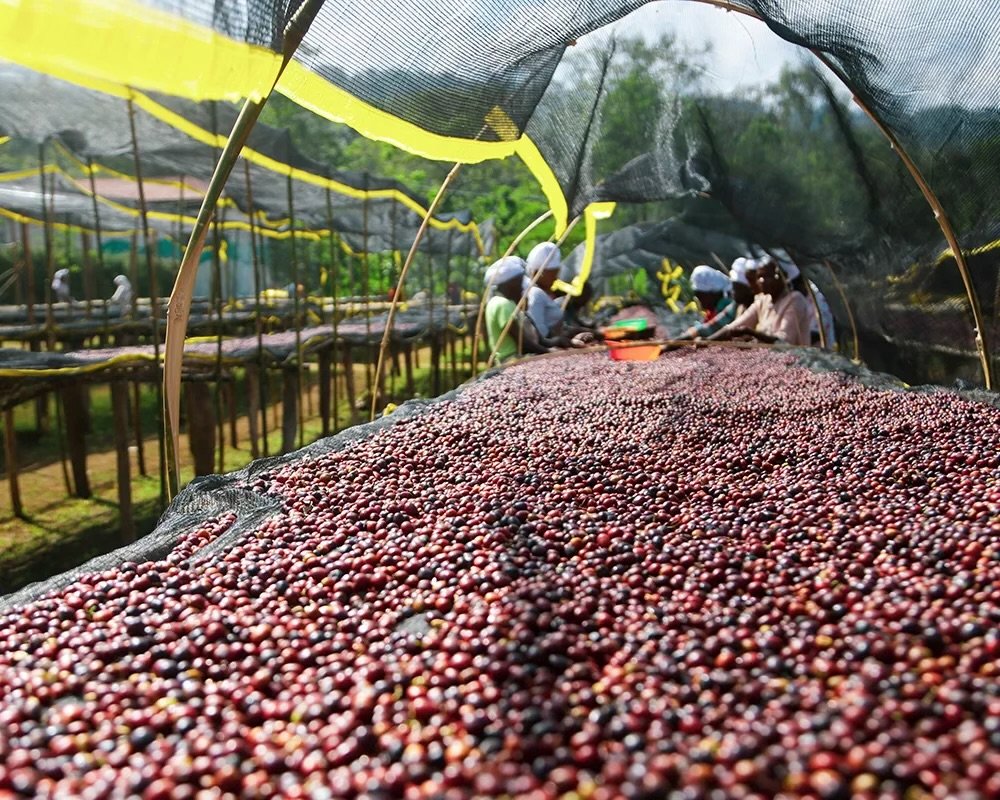 The Journey of Naga Singage: A Cup of Coffee, A Story of Tradition