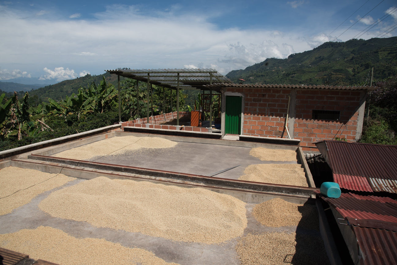 An Introduction To Coffee Processing
